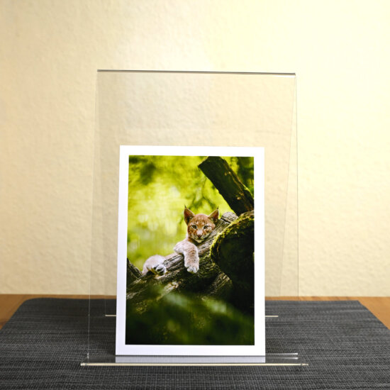 Green Lynx